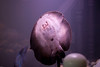 Ed Buckel > Fish photo