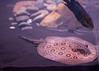 Ed Buckel > Fish photo