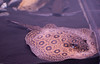 Ed Buckel > Fish photo
