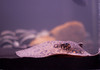 Ed Buckel > Fish photo