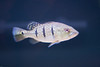 Ed Buckel > Fish photo