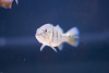 Ed Buckel > Fish photo