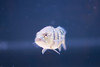 Ed Buckel > Fish photo