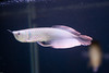 Ed Buckel > Fish photo