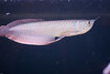 Ed Buckel > Fish photo